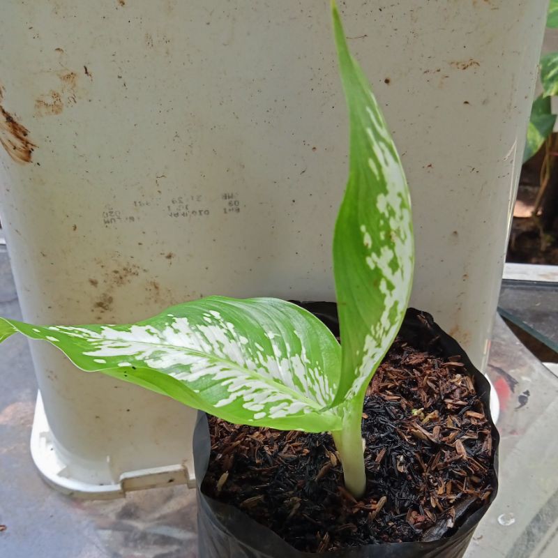 promo aglonema blanceng super white