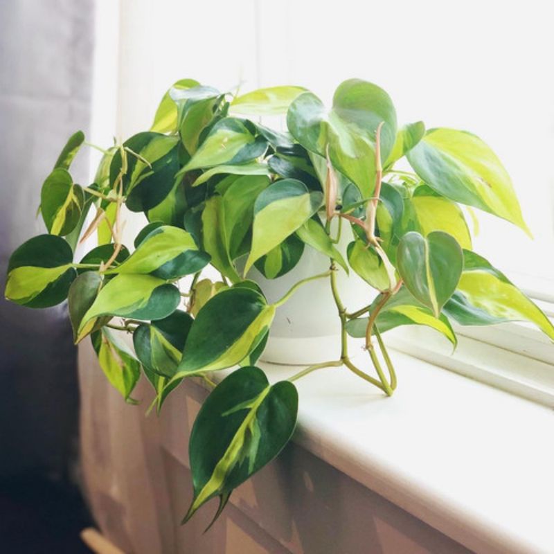 philodendron brazil/sirih brazil