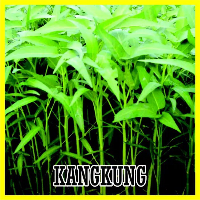 benih biji kangkung hidroponik