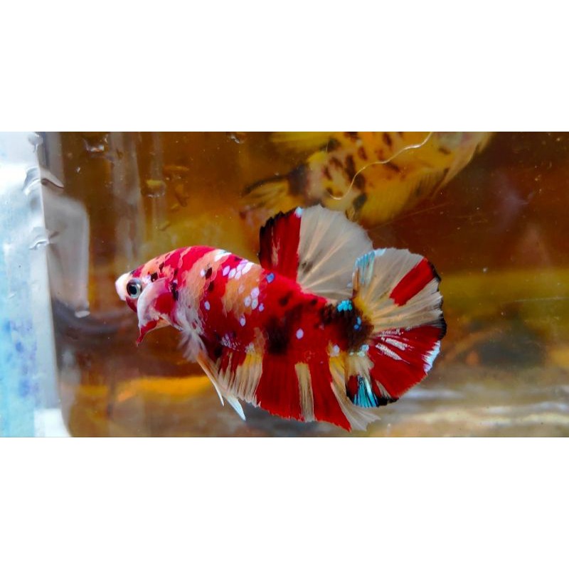 IKAN CUPANG HIAS NEMO YELLOW BASE MULTICOLOUR MASKING SEPASANG INDUKAN TOP GRADE TERMURAH