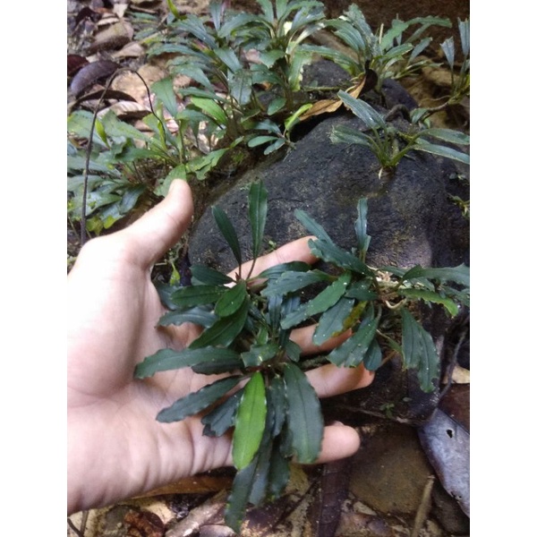 Bucephalandra( 1KG) HARGA TERMURAH