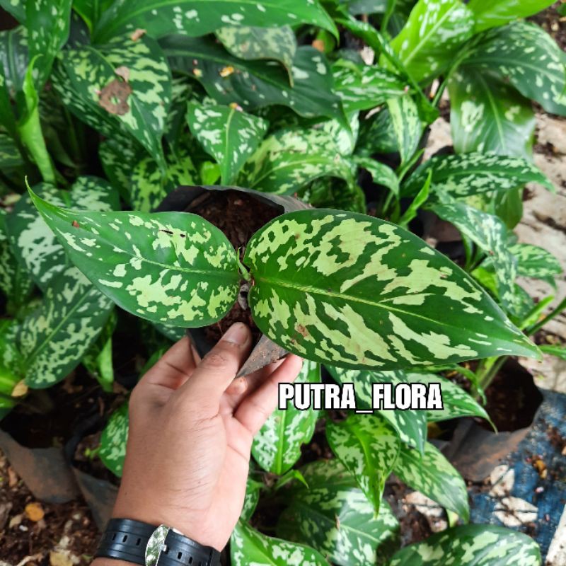 tanaman hias blanceng army aglonema pictum