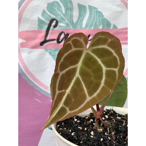 anthurium crystallinum variegata kuping gajah varigata