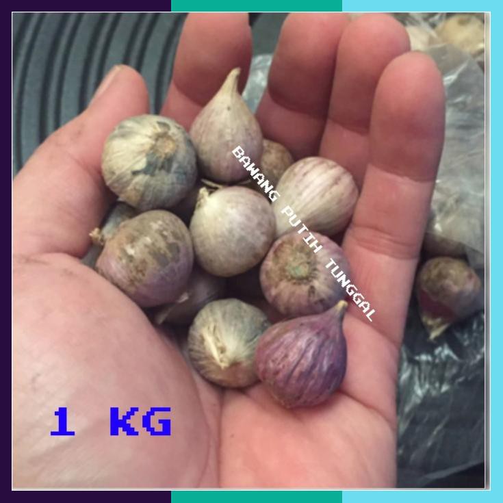 

Bawang Putih Tunggal / Bawang Lanang Herbal Kesehatan