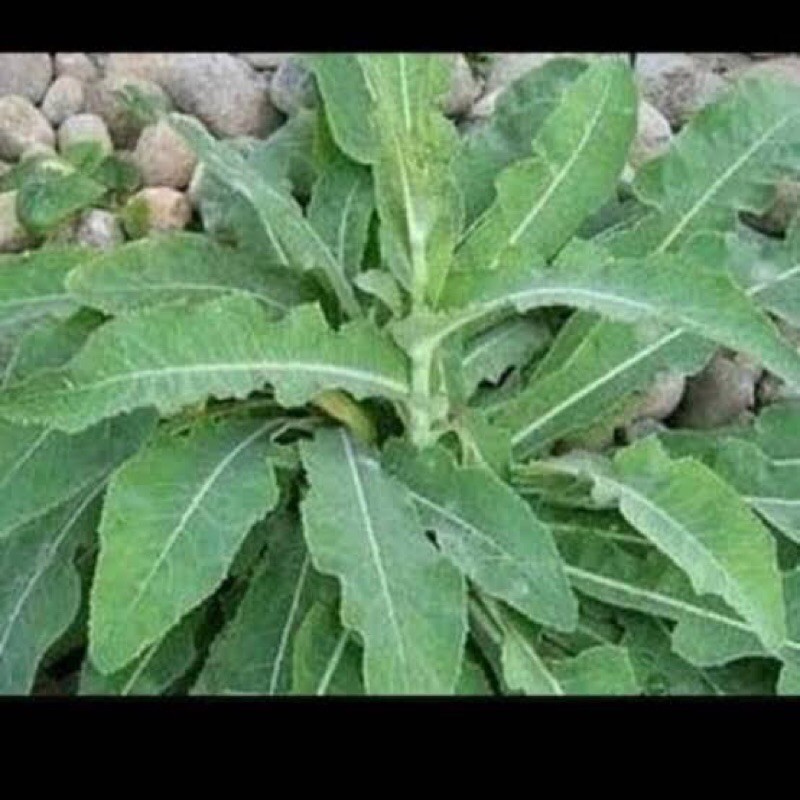 

Daun camawak/tempuyung fres 1kg obat batu ginjal kencing batu