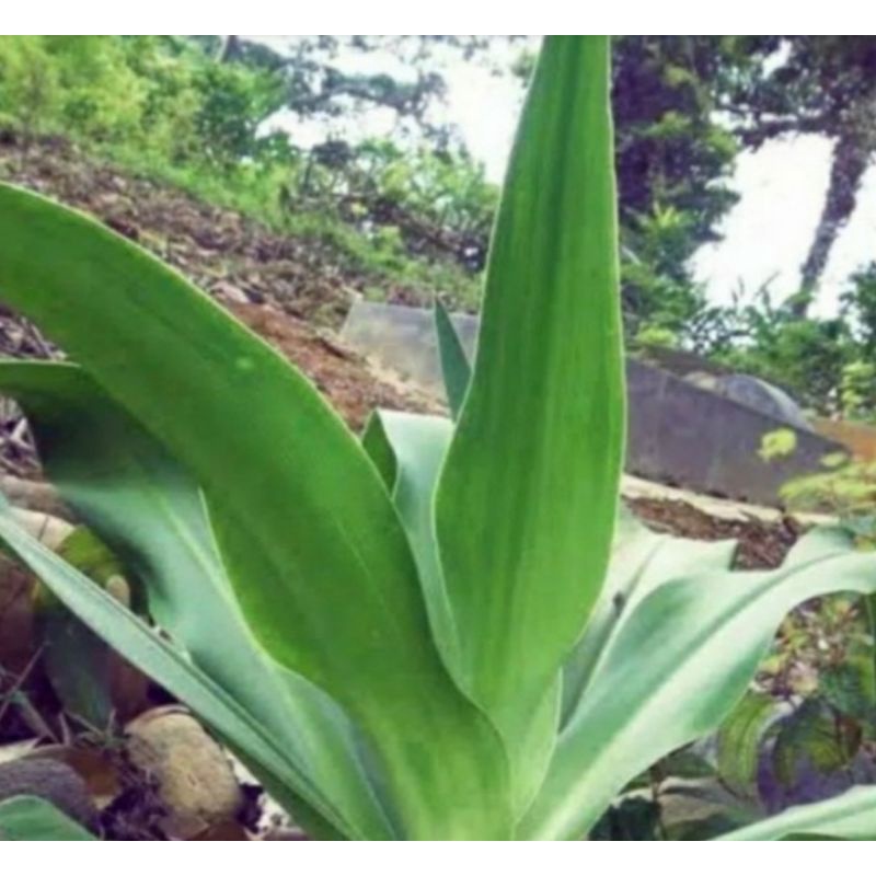 

300gram daun bakung segar organik