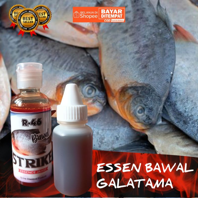 Essen ikan bawal Galatama/essen oplosan bawal R46