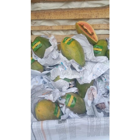 

buah pepaya Hawaii