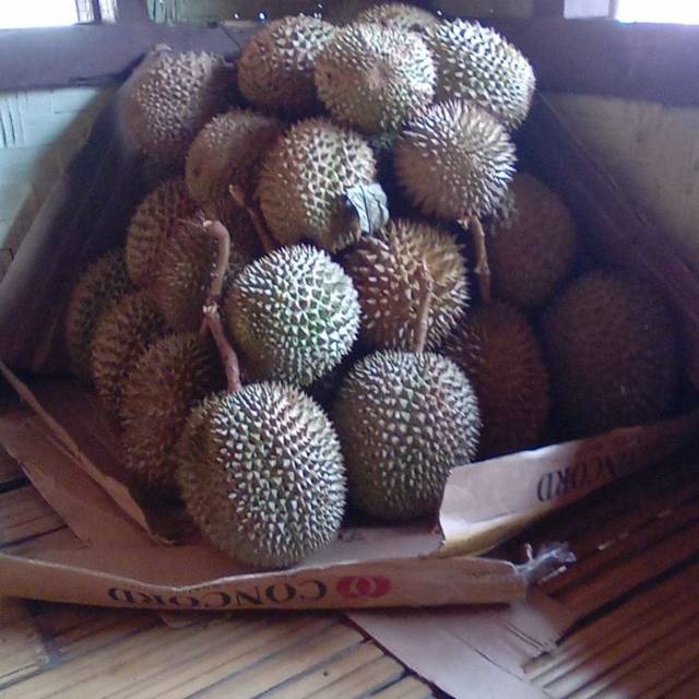 

Durian mohmoy