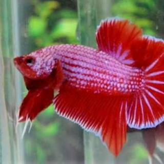 530 Gambar Keren Ikan Cupang Gratis Terbaik