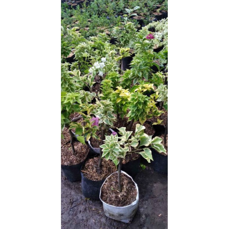 BIBIT TANAMAN HIAS BUGENVIL 3WARNA KONDISI SUDAH BERBUNGA