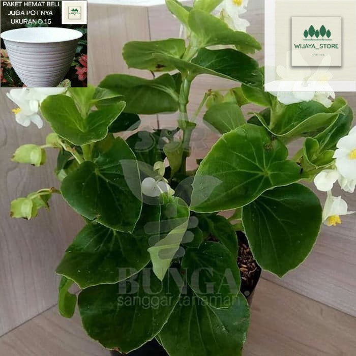 Tanaman hias indooe (Begonia putih bunga kecil tumpuk)