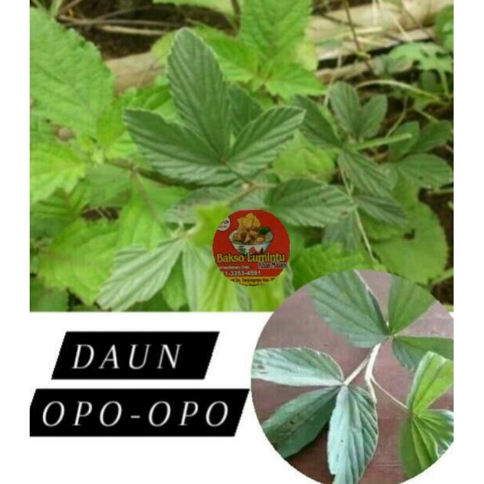 

Daun Opo opo fres 50 gram fres , daun opo opo untuk adat , daun untuk acara slametan , tiga bulanan/tujuh bulnan , obat alami , jamu alami , jamu alam , daun alam , obat tradisional , obat banyak kasiat , obat tradisional, dll