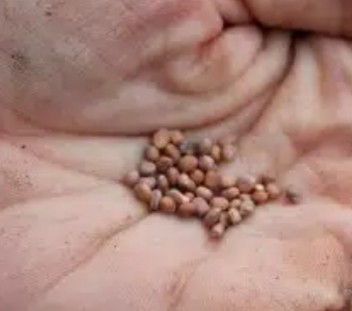 Biji Benih Bibit French Breakfast Radish Lobak Raphanus Sativus Lobak