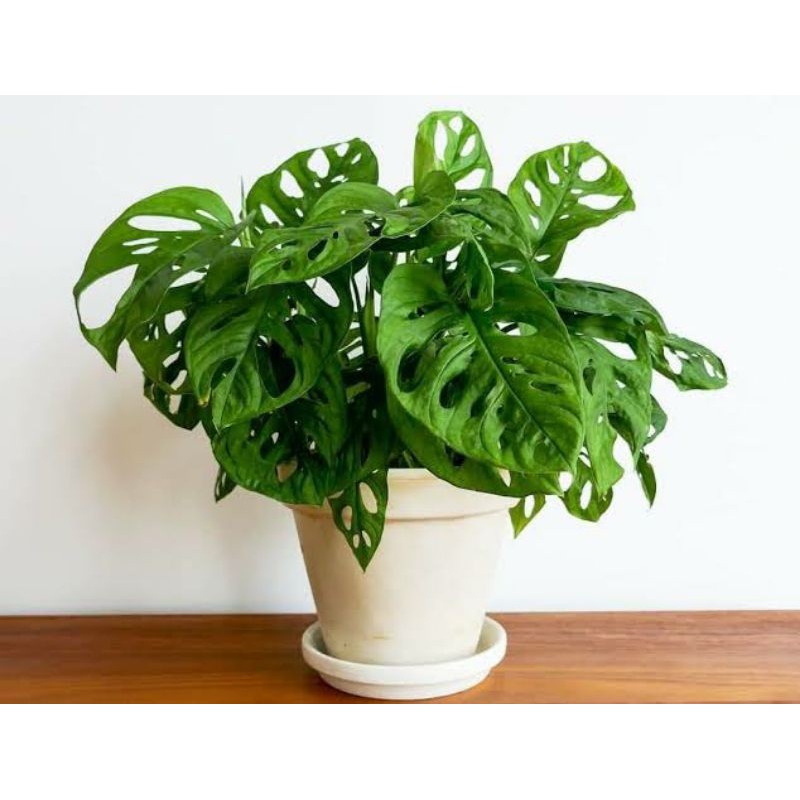 Aneka Sunglasses Tanaman Hias Monstera Obliqua Adam Soni Bolong Besar Shopee Indonesia