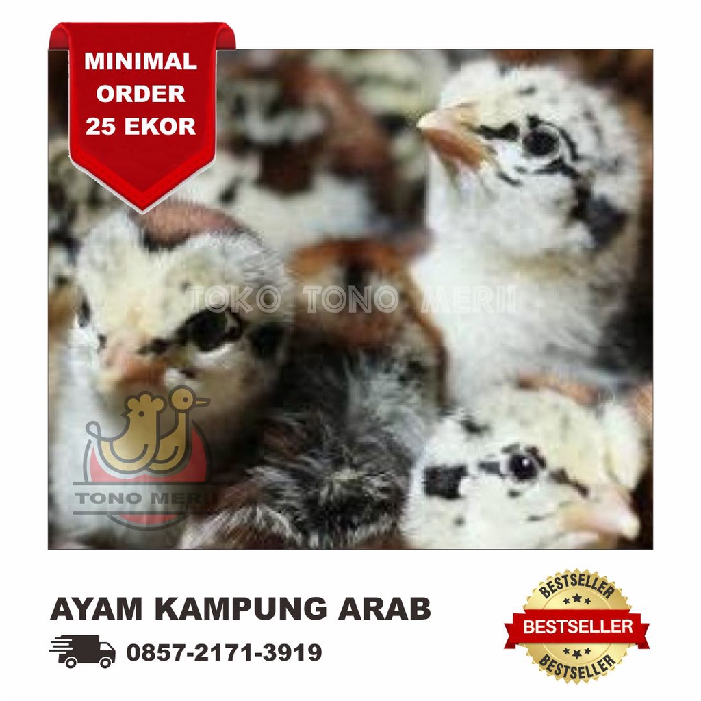 DOC Anak Ayam Arab (Kampung Arab) - 25 Ekor