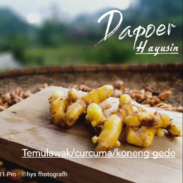 

Temu Lawak/ Koneng gede