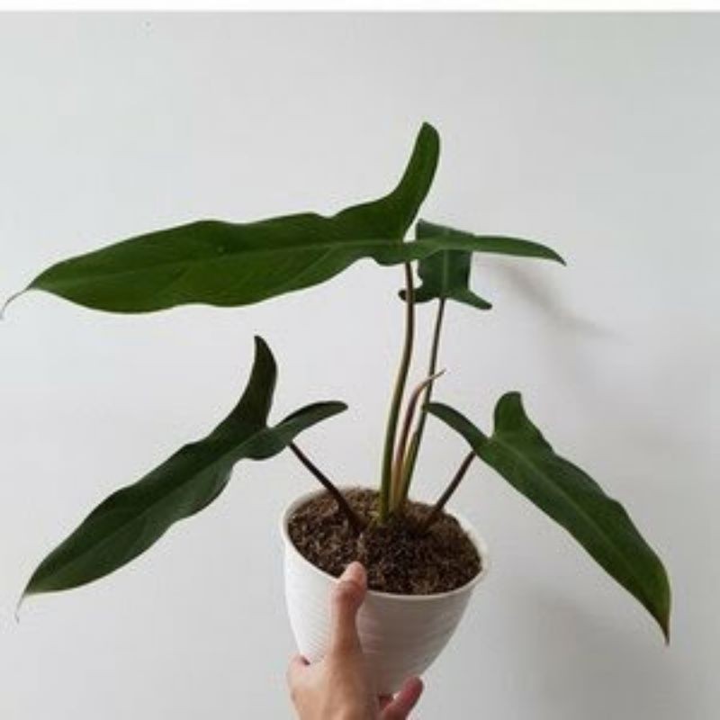 TANAMAN HIAS PHILODENDRON MEXICANUM - PHILO TRISULA