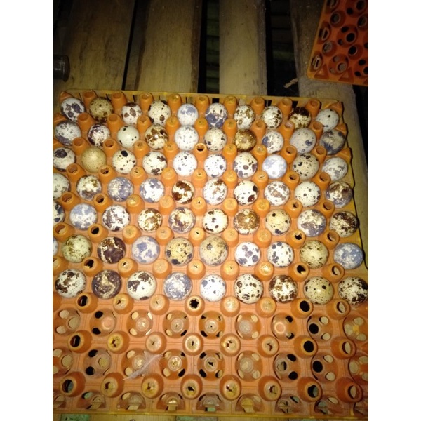 

telor fertil gps coklat/50butit