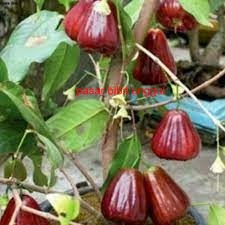 BIBIT JAMBU AIR BLACK DIAMOND HASIL OKULASI-BIBIT BUAH JAMBU AIR BLACK DIAMOND SUPER-TANAMAN BIBIT J