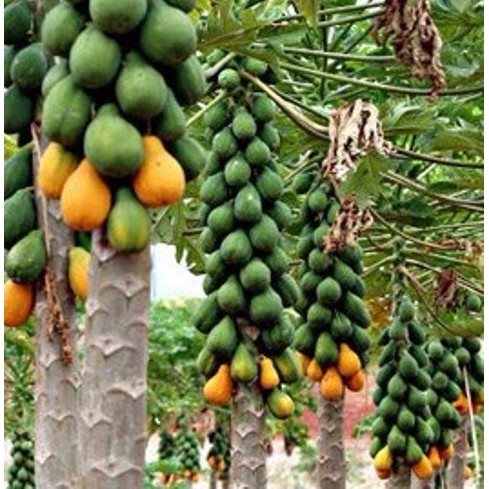 Biji Pepaya BANGKOK/ Benih & Bibit Buah Pepaya Bangkok