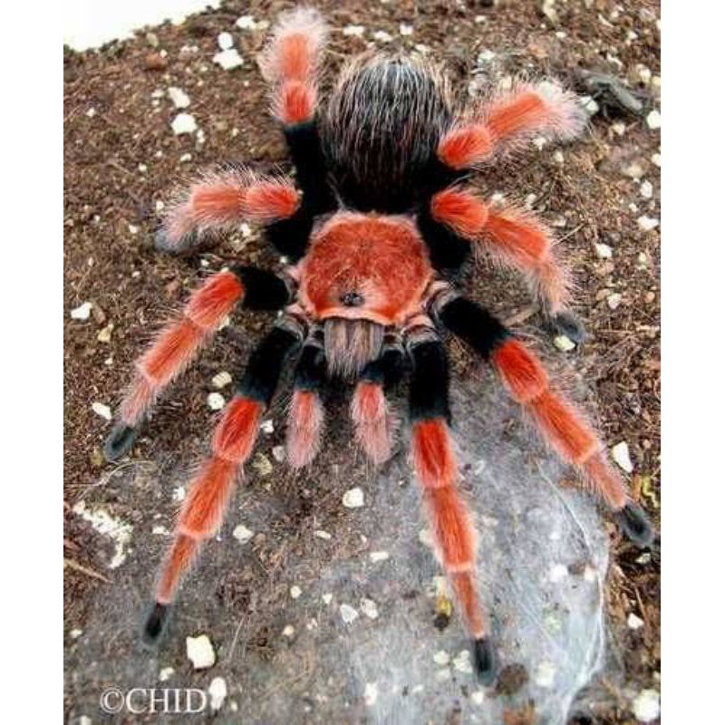 Kartu Gambar Tarantula Brachypelma Boehmei / Mexican Fire Legs Tarantula