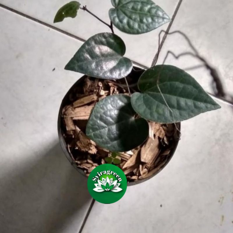 bibit sirih hitam asli jawa