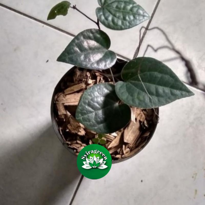 bibit sirih hitam asli jawa