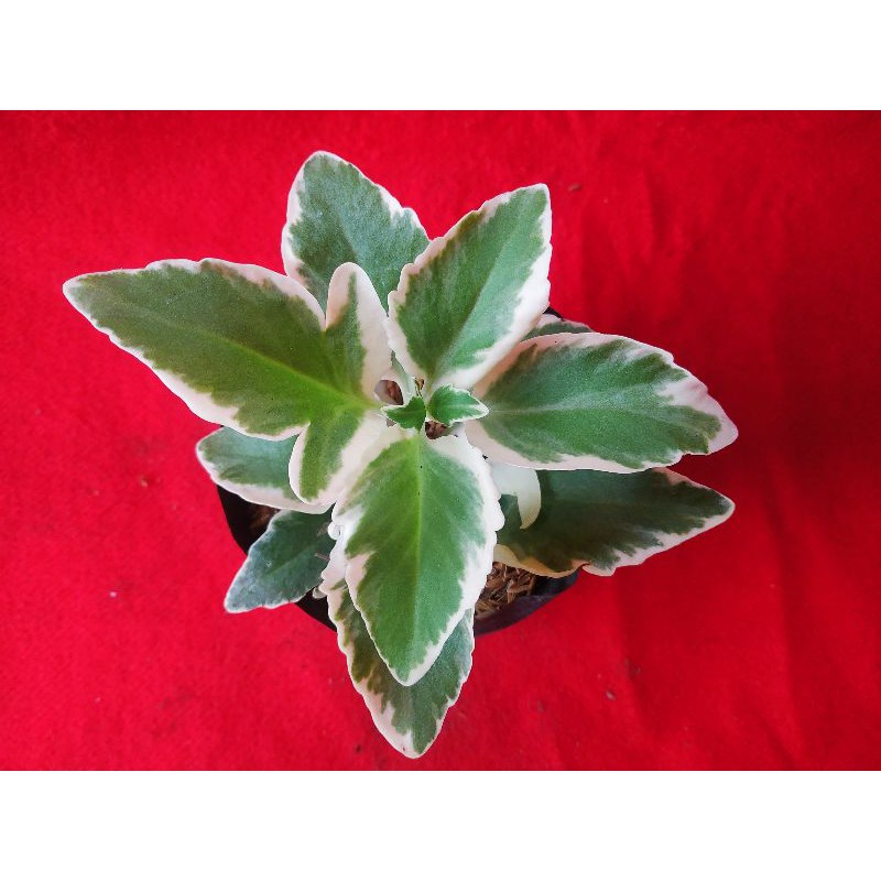 Tanaman hias cocor bebek varigata