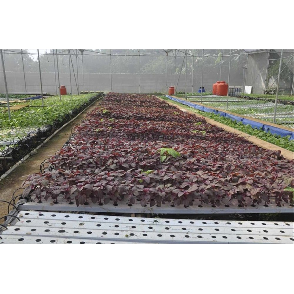 Benih-Bibit Bayam Merah Red Bintang Asia Limited