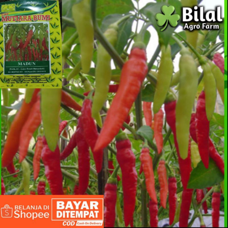 Benih Cabe Rawit Madun 10gr Cap Mutiara Bumi || Bibit Cabai Setan Borga Bangkok