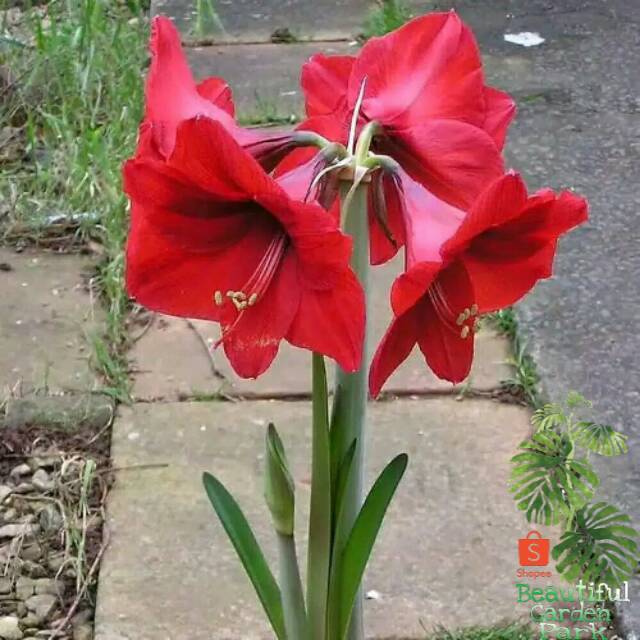 Tanaman bunga bakung amarilis bunga merah pohon bakung