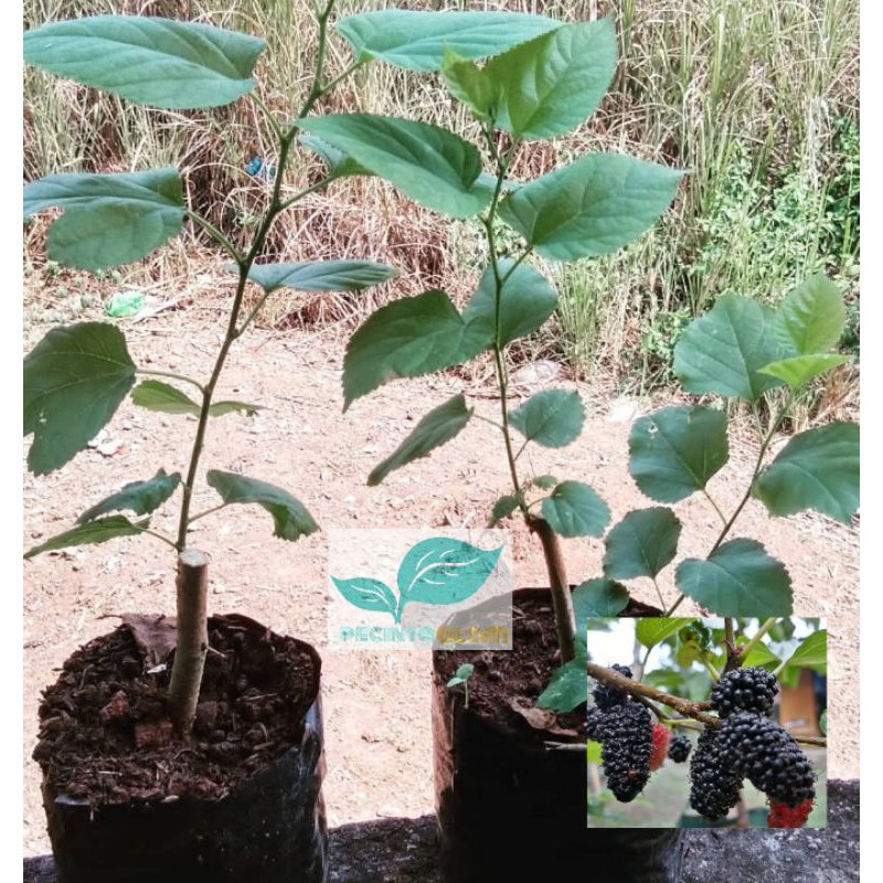 Bibit tanaman buah murbei/Pohon buah murbei