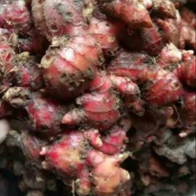 

Jahe merah petani Pacitan