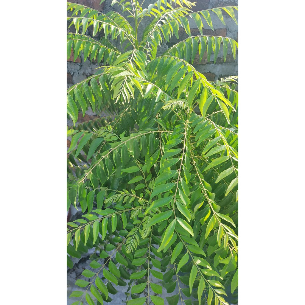 

Daun Kari Daun Salam Koja Hijau Segar