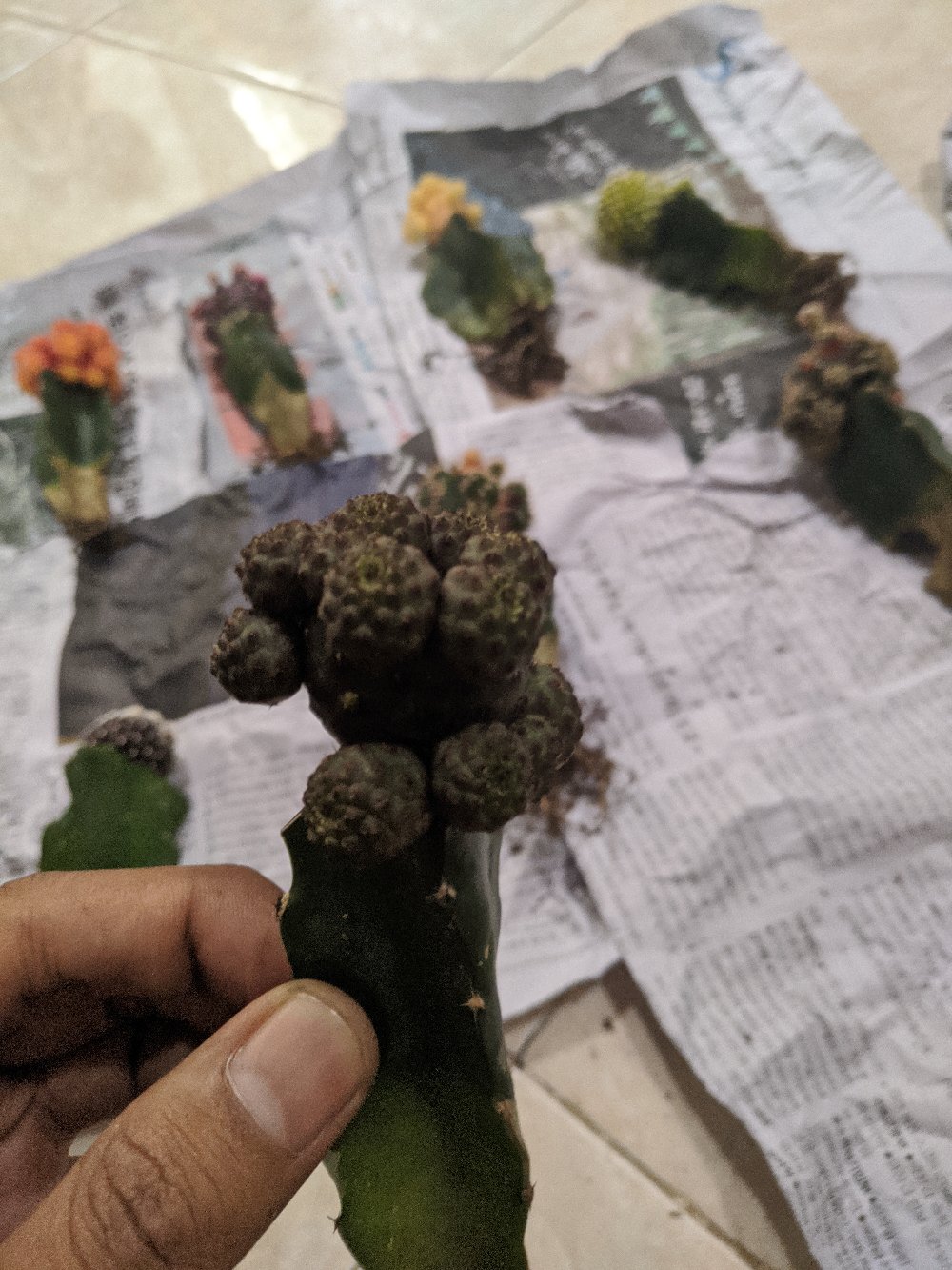 Kaktus Gymno Paket Sultan Dipot 10cm