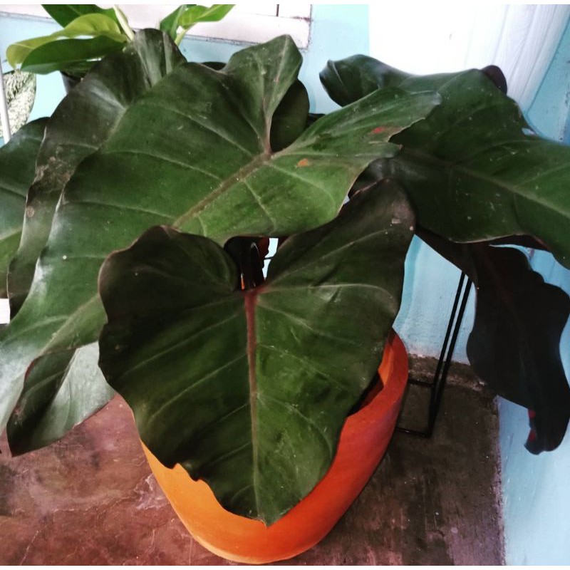 black cardinal philodendron