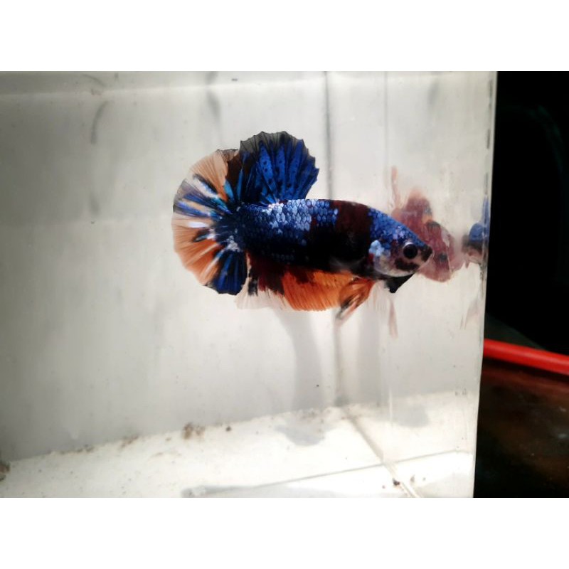 Ikan Cupang Avatar Nemo Pelakat Real Pict