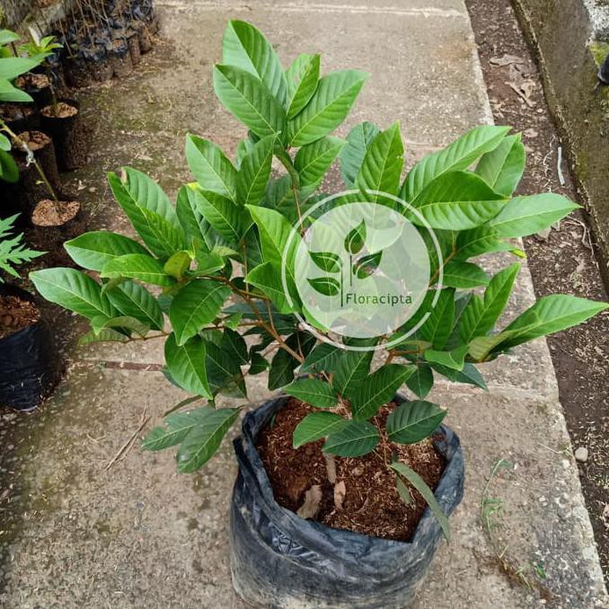 Bibit Pohon Rambutan Rapiah / Tanaman Buah Rambutan / Ropiah Baru