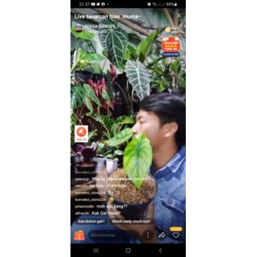 tanaman hias live alocasia cuprea hijau