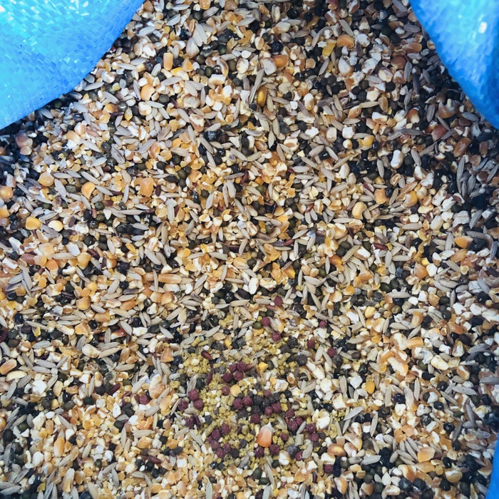 

ds201fs Makanan Ayam Burung Jagung Campur Kiloan Ukuran 1 Kg Dscscv