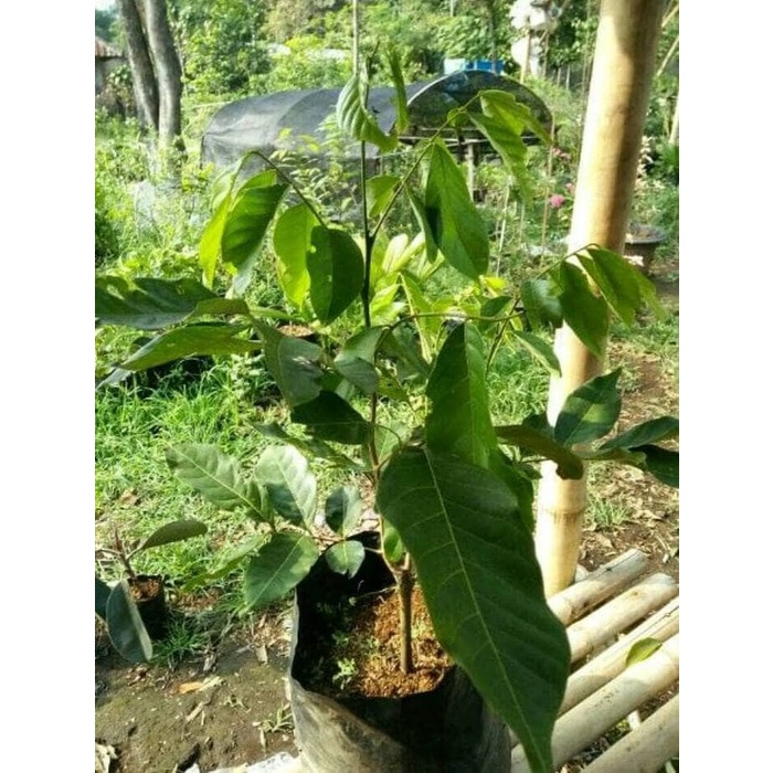 BIBIT POHON BUAH RAMBUTAN RAPIAH/ROPIAH
