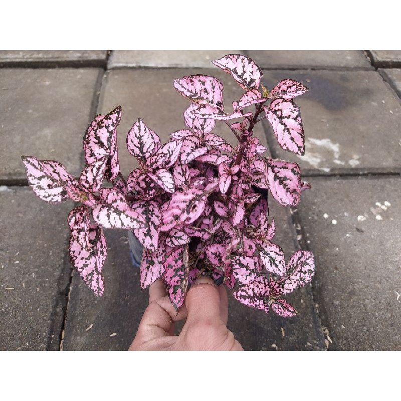 tanaman hias hypoestes pink muda