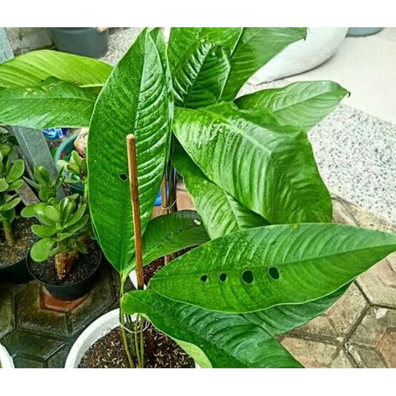 Bonggol Duda Bolong Tanaman Hias, Duda Bolong Anakan