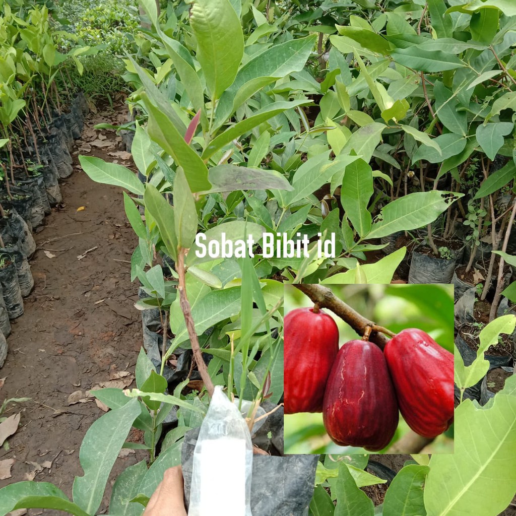 Bibit Jambu Jamaika Asli