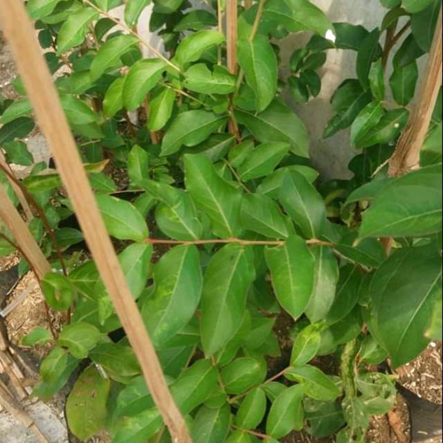 Bibit tanaman pohon bunga sakura pink bibit bunga sakura outdoor