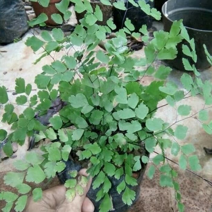 Tanaman Hias Suplir Pakis/Pohon Suplir Pakis