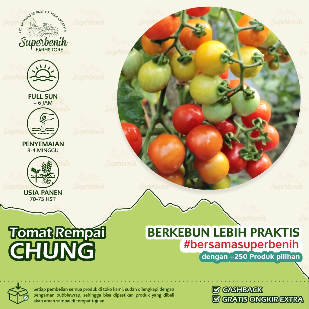 25 Biji - Benih Tomat Chung, tomat rampai biasa untuk sambal