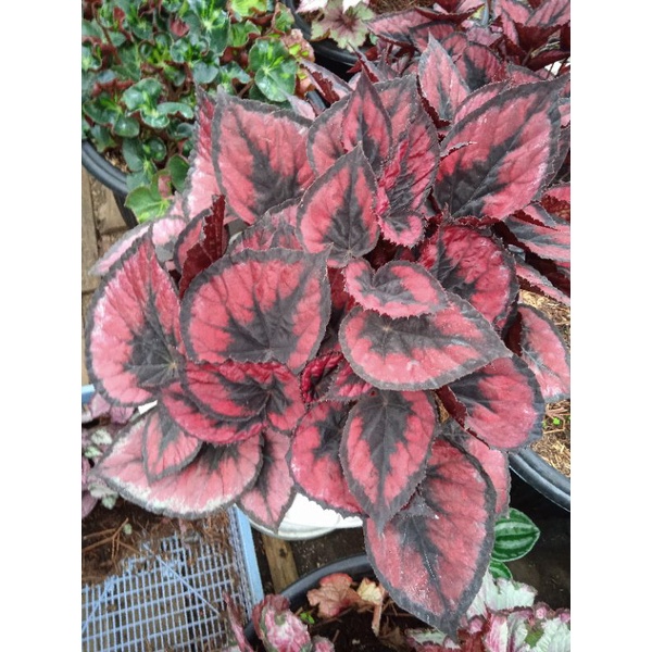 Begonia red pita /regalle