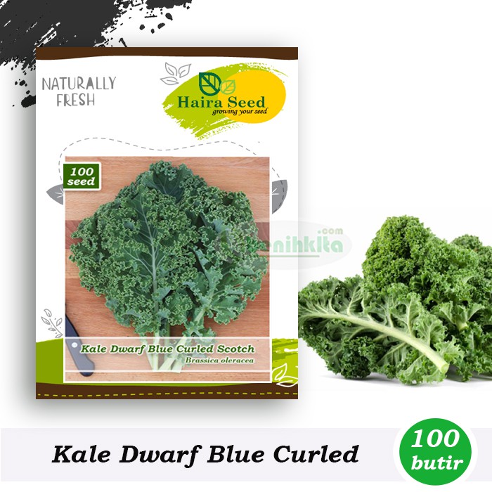 Benih-Bibit Kale Keriting Dwarf Blue Scotch Curled (Haira Seed)